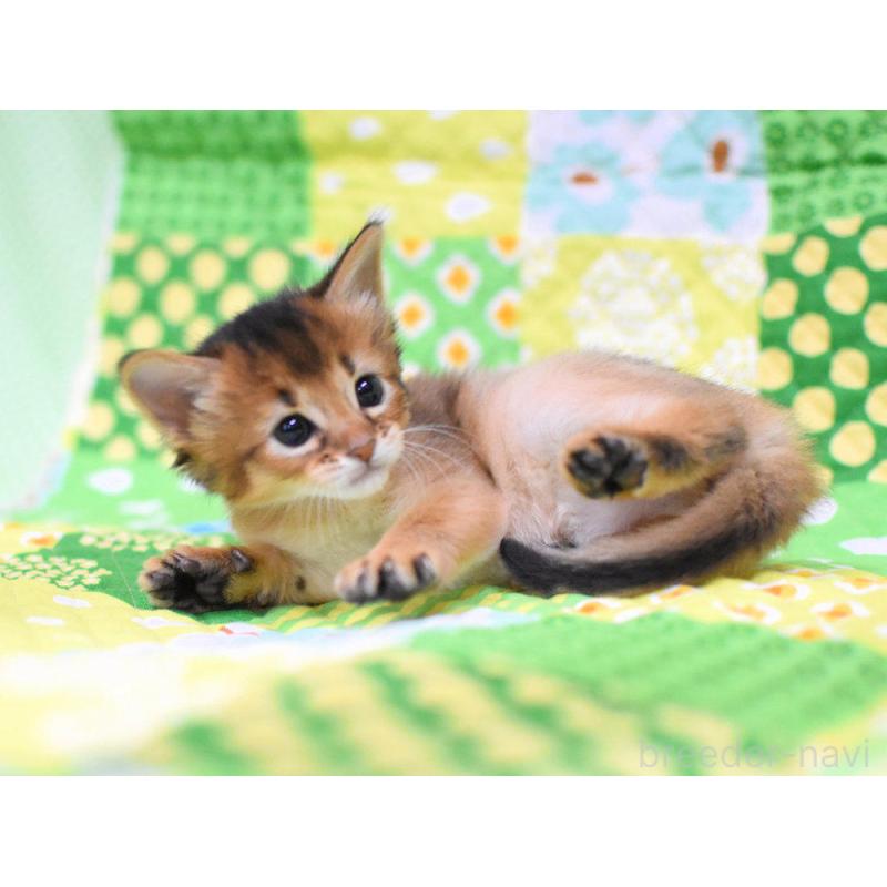 販売中の大阪府のソマリ-126292の2枚目